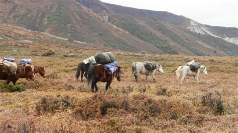 Trekking in Sikkim: Try these moderate treks