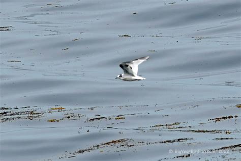 Little Gull in Maine - Big Year Birding