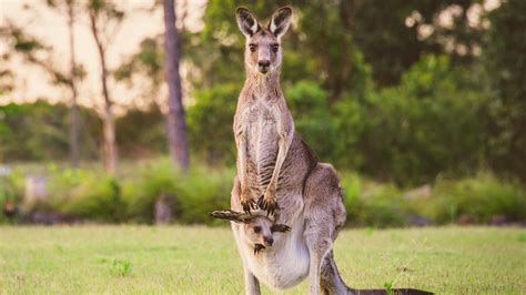 What A Kangaroo Pouch Is Really Like