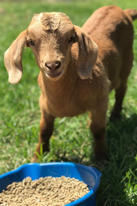 17 Things Goats Like to Eat Most (Diet, Care & Feeding Tips)