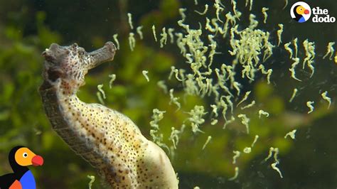 Seahorse Dads Give Birth To Thousands Of Babies | The Dodo - YouTube