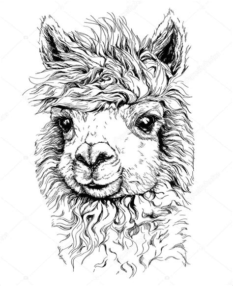 Realistic sketch of LAMA Alpaca — Stock Vector © Diana_Pryadieva #67082833