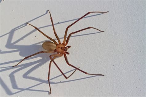 Brown Recluse Spider Bites—Everything You Need to Know