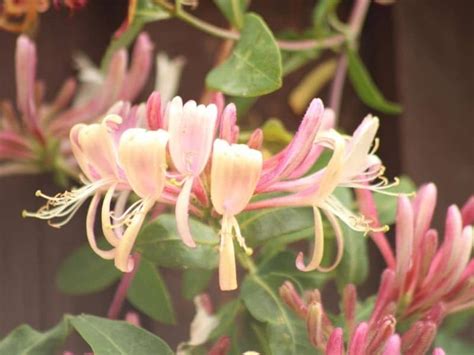 Amazing Honeysuckle Flower Meaning and Symbolism | Florgeous