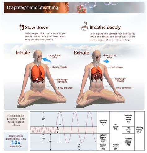 Saagara :: Guide to Deep Breathing - Pranayama | Yoga breathing, Pranayama, Diaphragmatic breathing