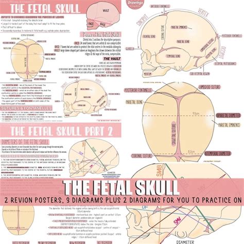 Fetal Skull - Etsy