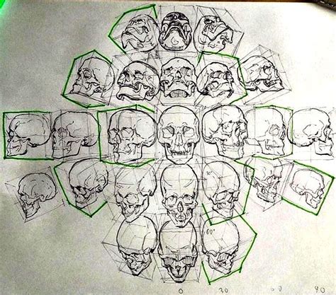 Skull drawings from every angle | Anatomy art, Skull drawing, Skulls drawing