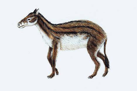 Hyracotherium - Alchetron, The Free Social Encyclopedia