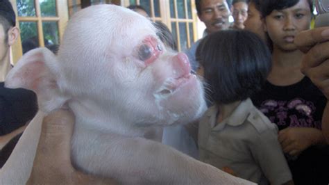 Pig Born With Human Face | Images and Photos finder