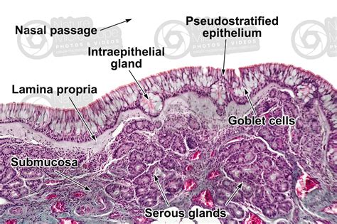 Respiratory Mucosa Labeled