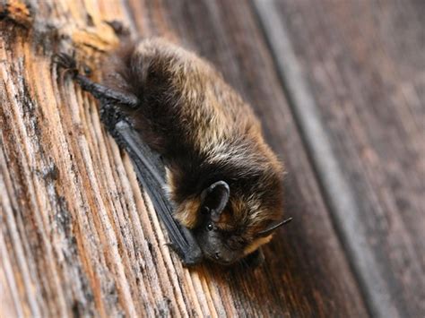 Northern bat, Eptesicus nilssonii | Northern bat (Eptesicus … | Flickr