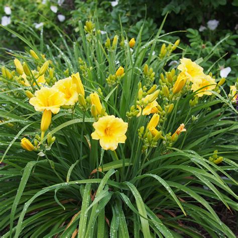 Buy Daylily 'Stella d' Oro' Online | Yellow Flower Perennial – Bay Gardens