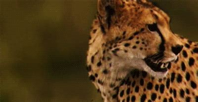 Cheetah GIF - Find on GIFER