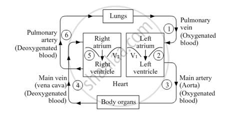 Describe the working of human blood circulatory system with the help of ...