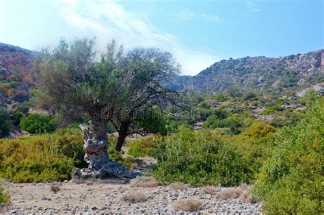 Olive Tree Valley Rocks, Lissos, Crete Greece Stock Image - Image of site, mountains: 77580101