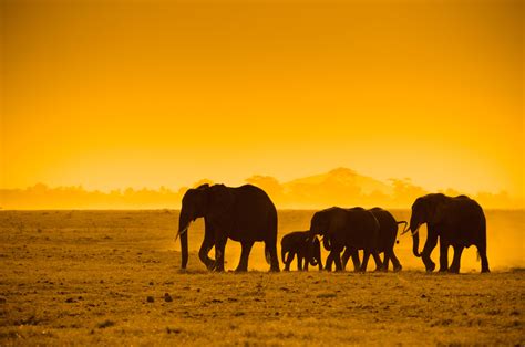 Download Yellow Sunset Africa Animal African Bush Elephant HD Wallpaper