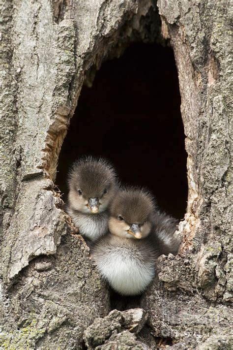 Hooded Merganser Ducklings On Jump Day Photograph by Tammy Wolfe