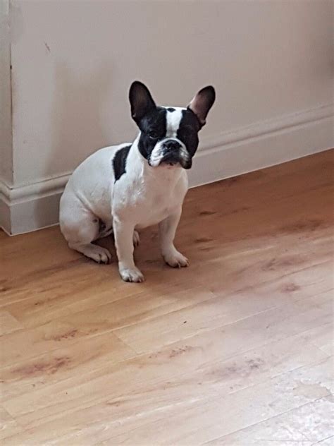 Black and white female pied french bulldog puppy | in Bridgend | Gumtree