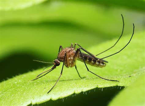 Asian tiger mosquito has established itself in Illinois - Earth.com