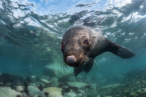 Antarctic Fur Seal, Antarctic Peninsula, Antarctica Photograph by Jordi ...