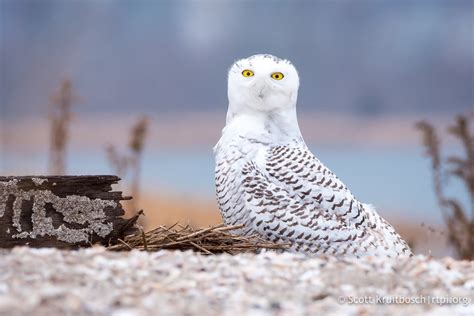 How to Watch Snowy Owls in the Wild — Destination: Wildlife™