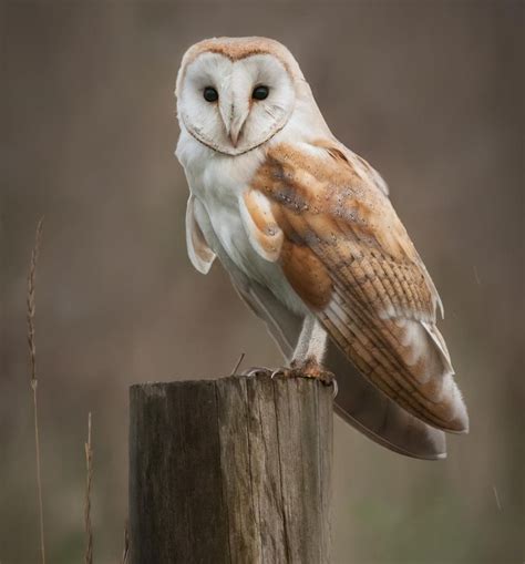 Image result for barn owl diet | Owl, Owl species, Barn owl