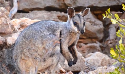 The Toolache Wallaby | Nocs Provisions