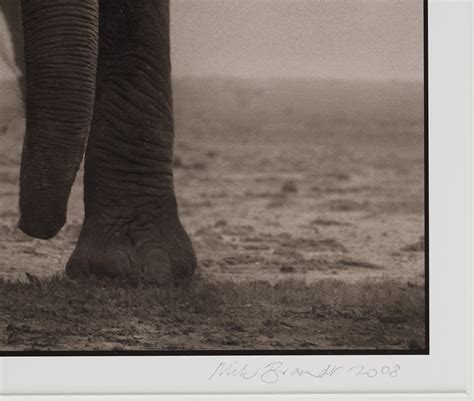 Nick Brandt, "Elephant Five, Amboseli", 2008. - Bukowskis