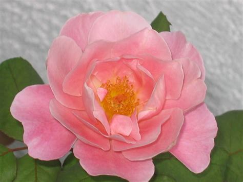 baby pink rose | from mom's garden | aneye4wonder (Ineta Love Wonder) | Flickr