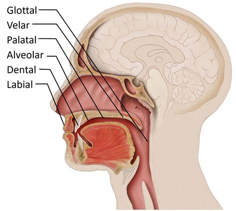 2.2 The Articulatory System – Psychology of Language