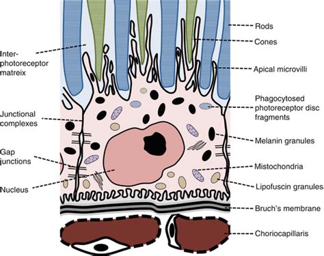 The Retinal Pigment Epithelium | Ento Key