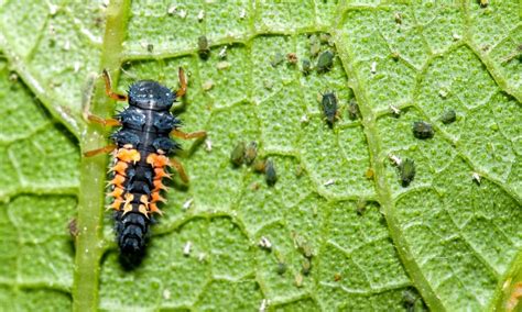 How To Get Rid Of Aphids In The Garden - Homestead Acres