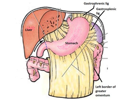 easyhumanatomy: Summary of lesser sac : lecture note