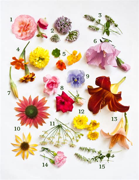 Edible Flower Guide - Proven Beauty