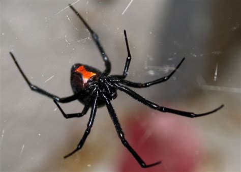 Poisonous Spiders in Georgia: What You Need to Know