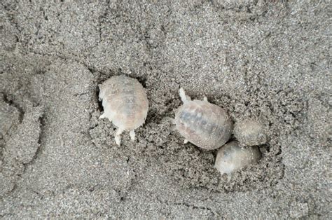 Pulgas de arena, los crustáceos que te pueden picar en la playa