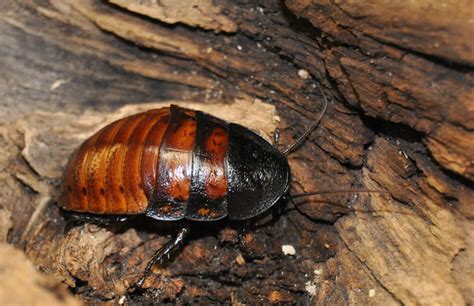 Hissing Cockroach | Gallery | Reptile Gardens