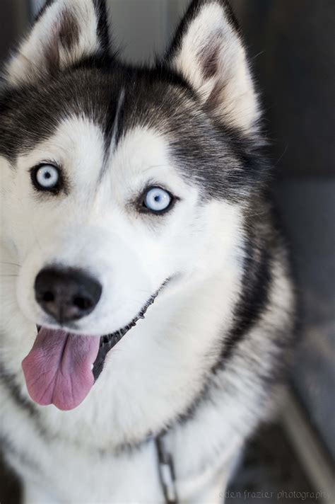 Siberian Husky by Eden Frazier Photography | Husky dogs, Husky eyes, Siberian husky