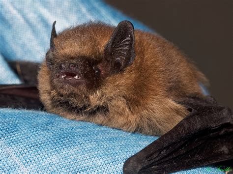 Re-uniting Baby Bats - Northumberland Bat Group