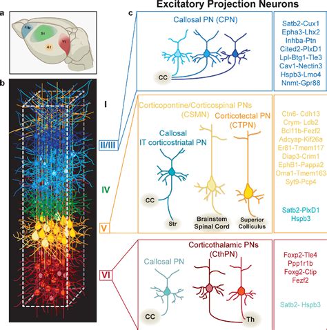 Figure 1 from Generating neuronal diversity in the mammalian cerebral cortex. | Semantic Scholar