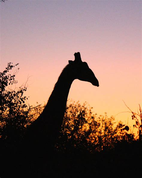 Giraffe at sunset, South Africa | South africa safari, Africa, Visit ...