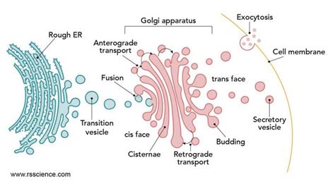 Golgi Apparatus Function – the Post Office inside the Cells - Rs ...