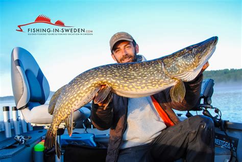 Big Pike as Bycatch while Zander Fishing - Fishing-in-Sweden.com