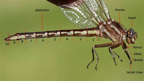 Dragonfly Anatomy