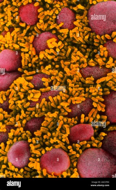 E. coli bacteria. Coloured scanning electron micrograph of rod-shaped, Gram- negative ...
