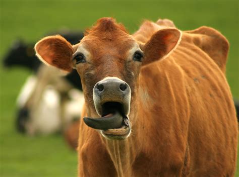 Funny Cow Wallpaper - WallpaperSafari