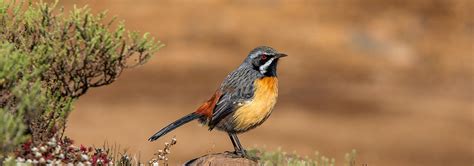 South Africa Birding Tours | Rockjumper Birding Tours