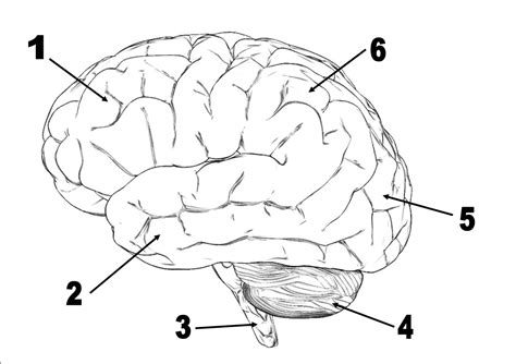 Drawing Of The Brain With Labels at GetDrawings | Free download