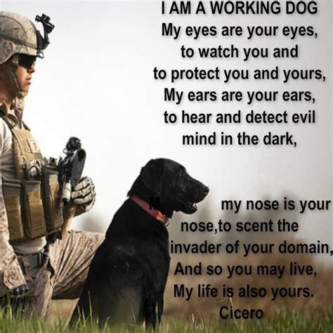 Battle Buddy A Service Dog (a Battle Buddy ) is all of these things to ...