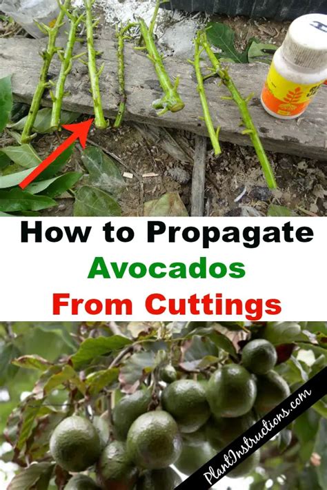 How to Propagate Avocado From Cuttings: Grow Your Own Avocado Tree ...